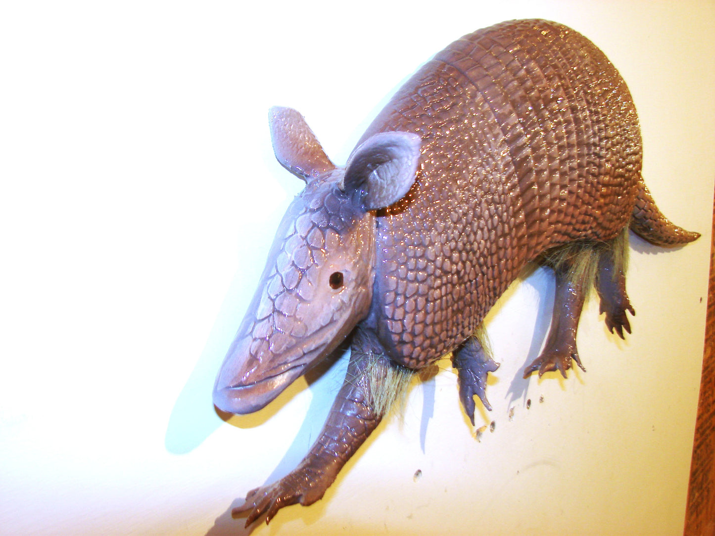 27" Armadillo FREE SHIPPING