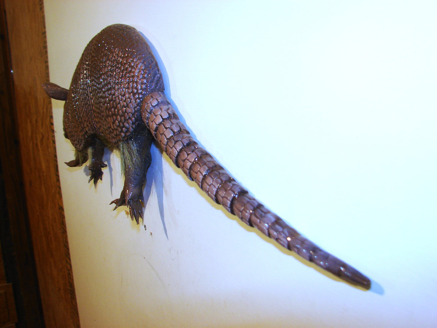 27" Armadillo FREE SHIPPING