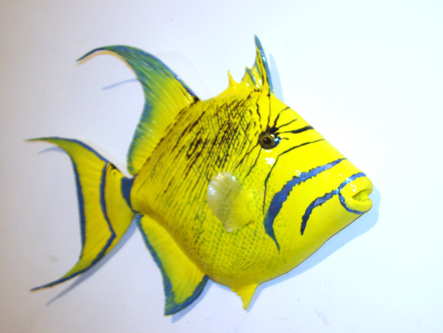 22" Queen Triggerfish FREE SHIPPING