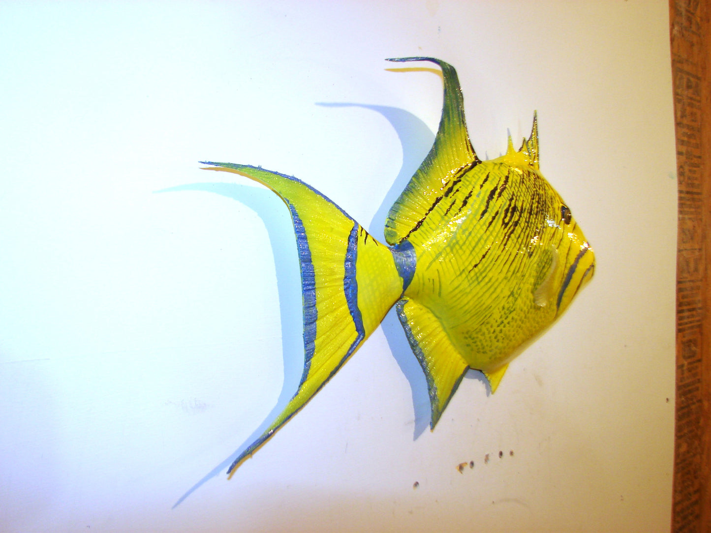 22" Queen Triggerfish FREE SHIPPING