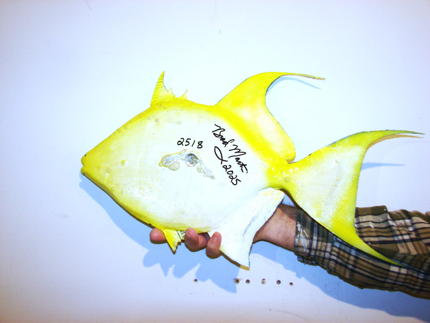 22" Queen Triggerfish FREE SHIPPING