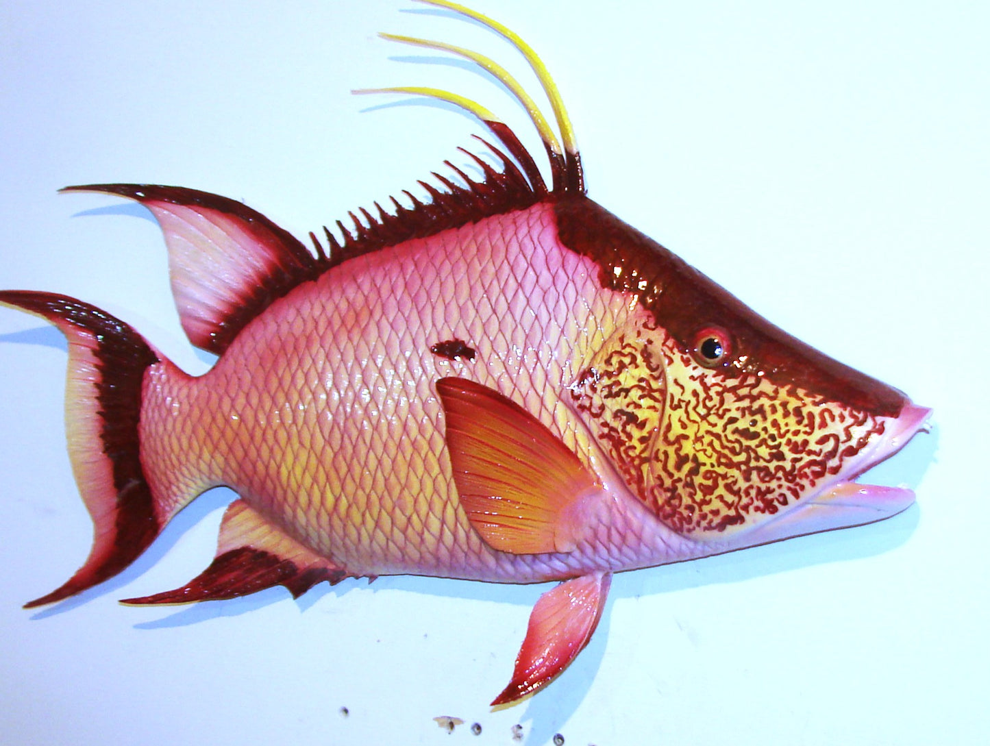 24" Hogfish FREE SHIPPING