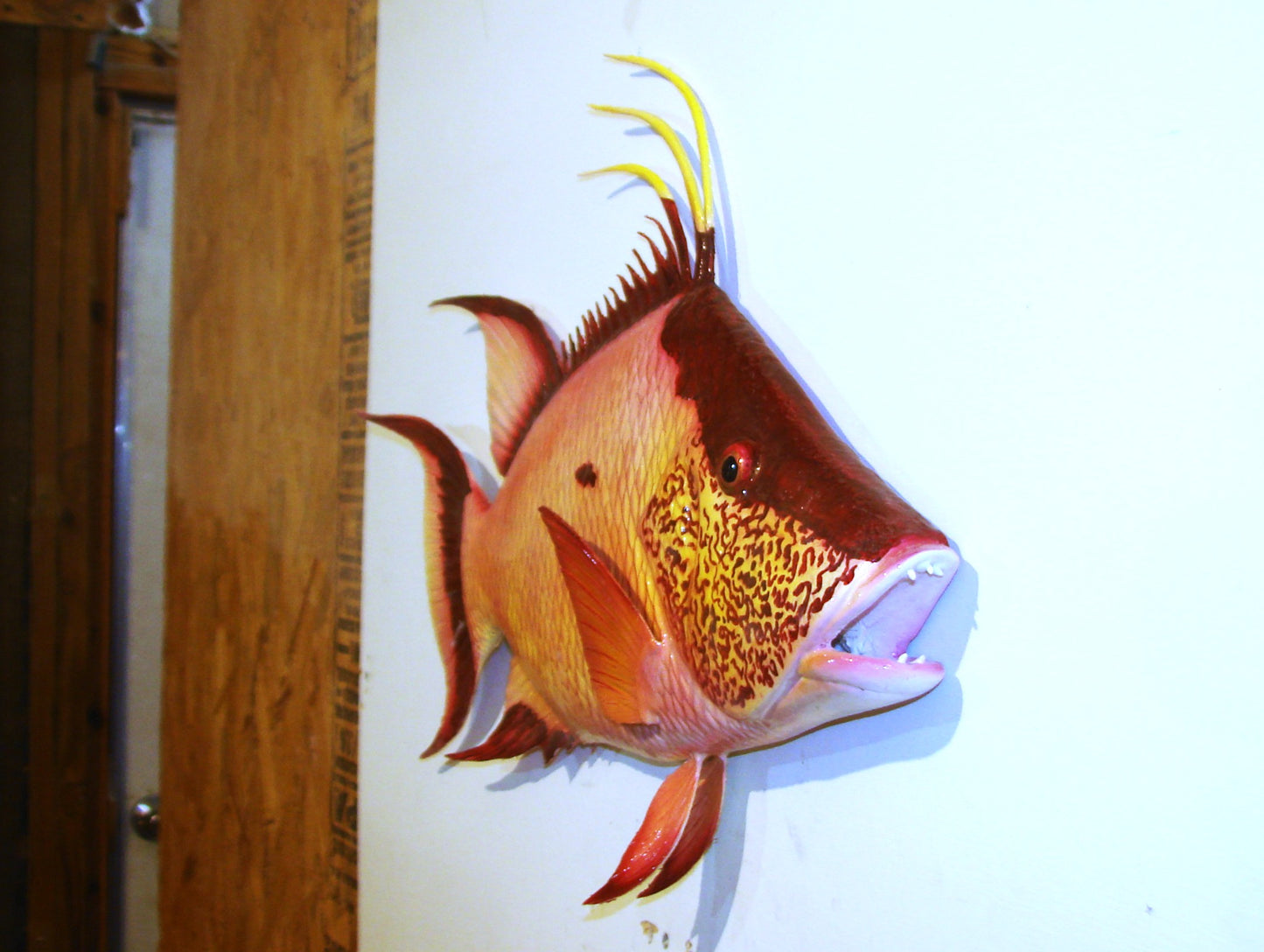 24" Hogfish FREE SHIPPING