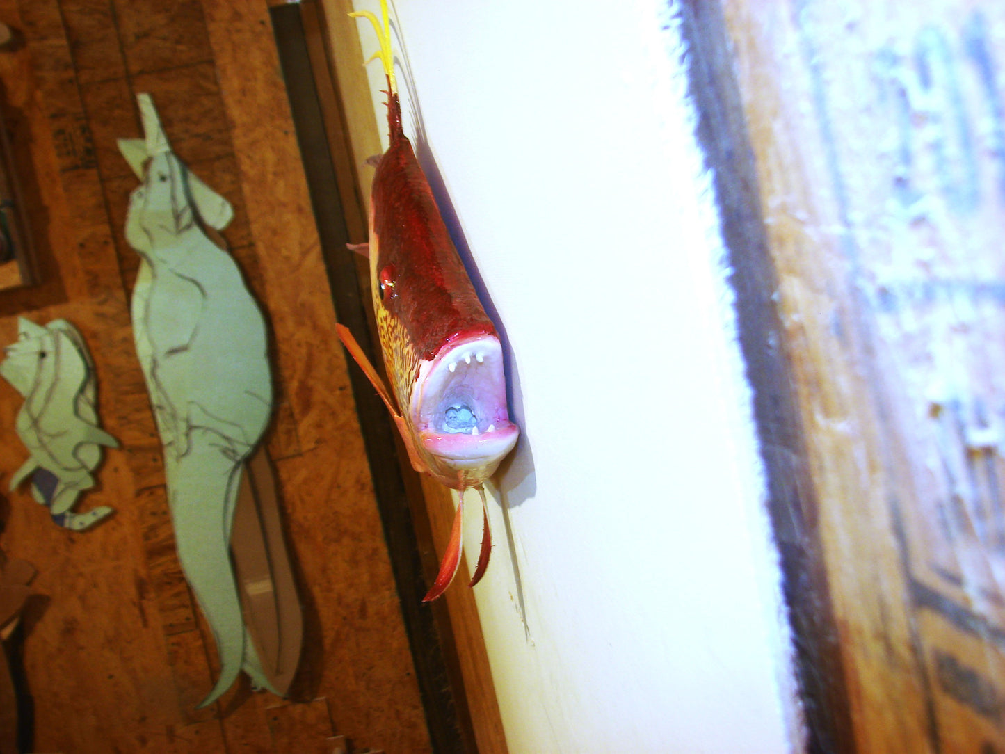 24" Hogfish FREE SHIPPING