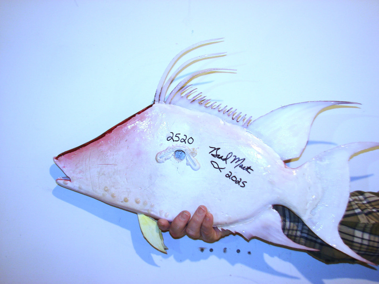 24" Hogfish FREE SHIPPING