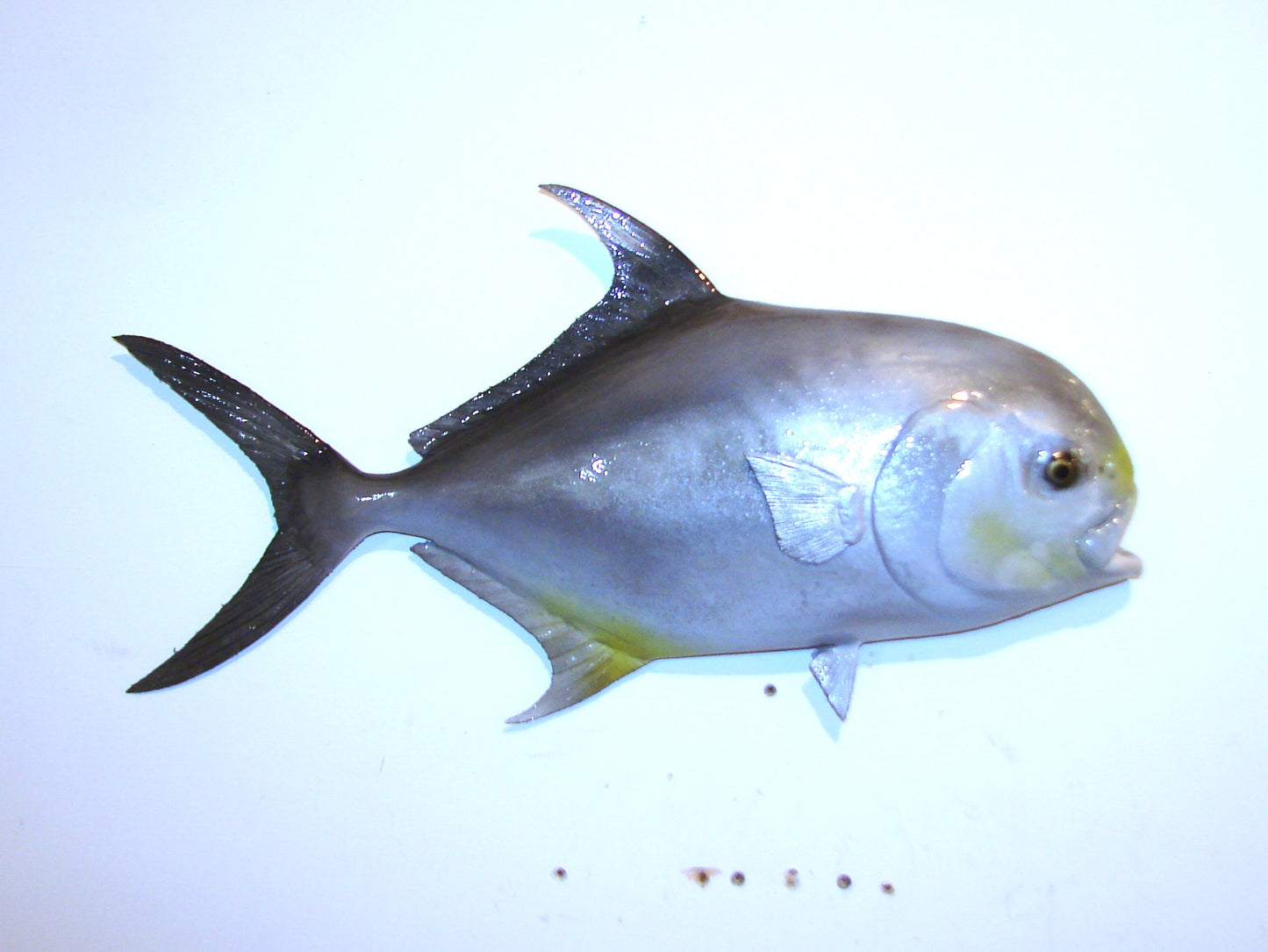 20" Permit FREE SHIPPING
