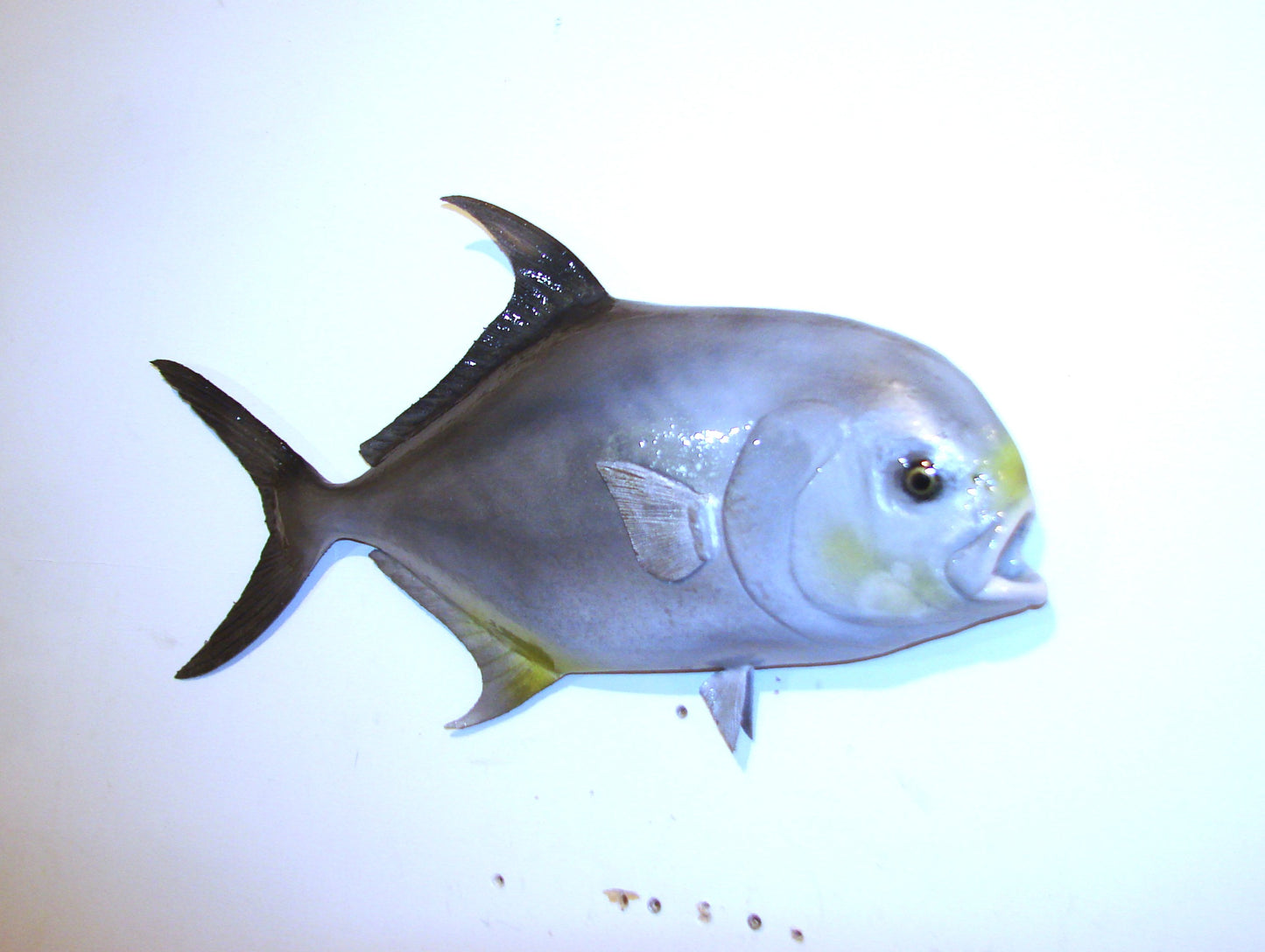 20" Permit FREE SHIPPING