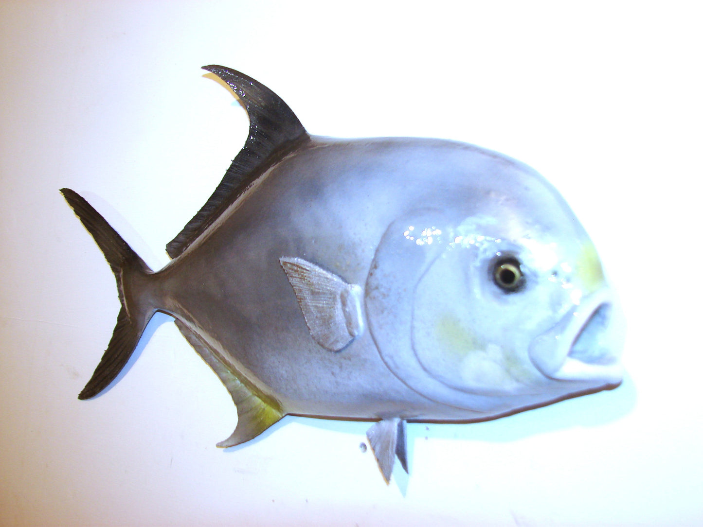 20" Permit FREE SHIPPING