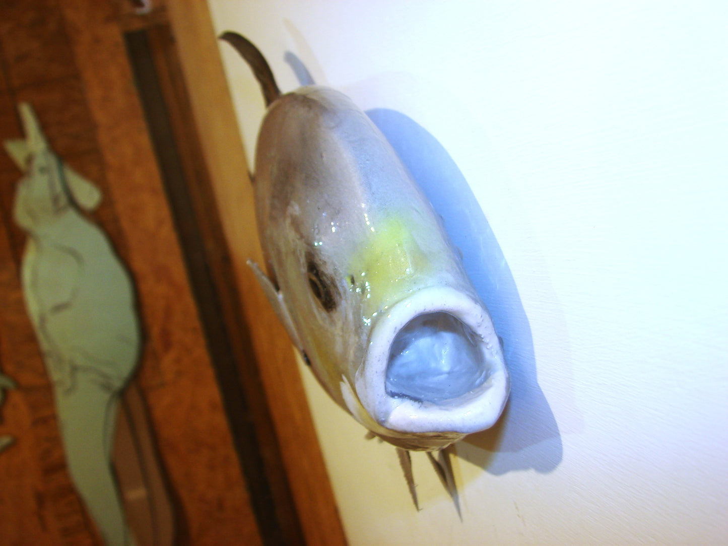 20" Permit FREE SHIPPING