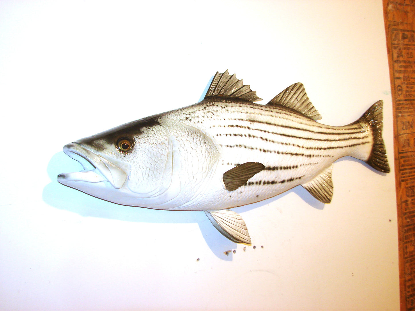 35" Striped Bass FREE SHIPPING
