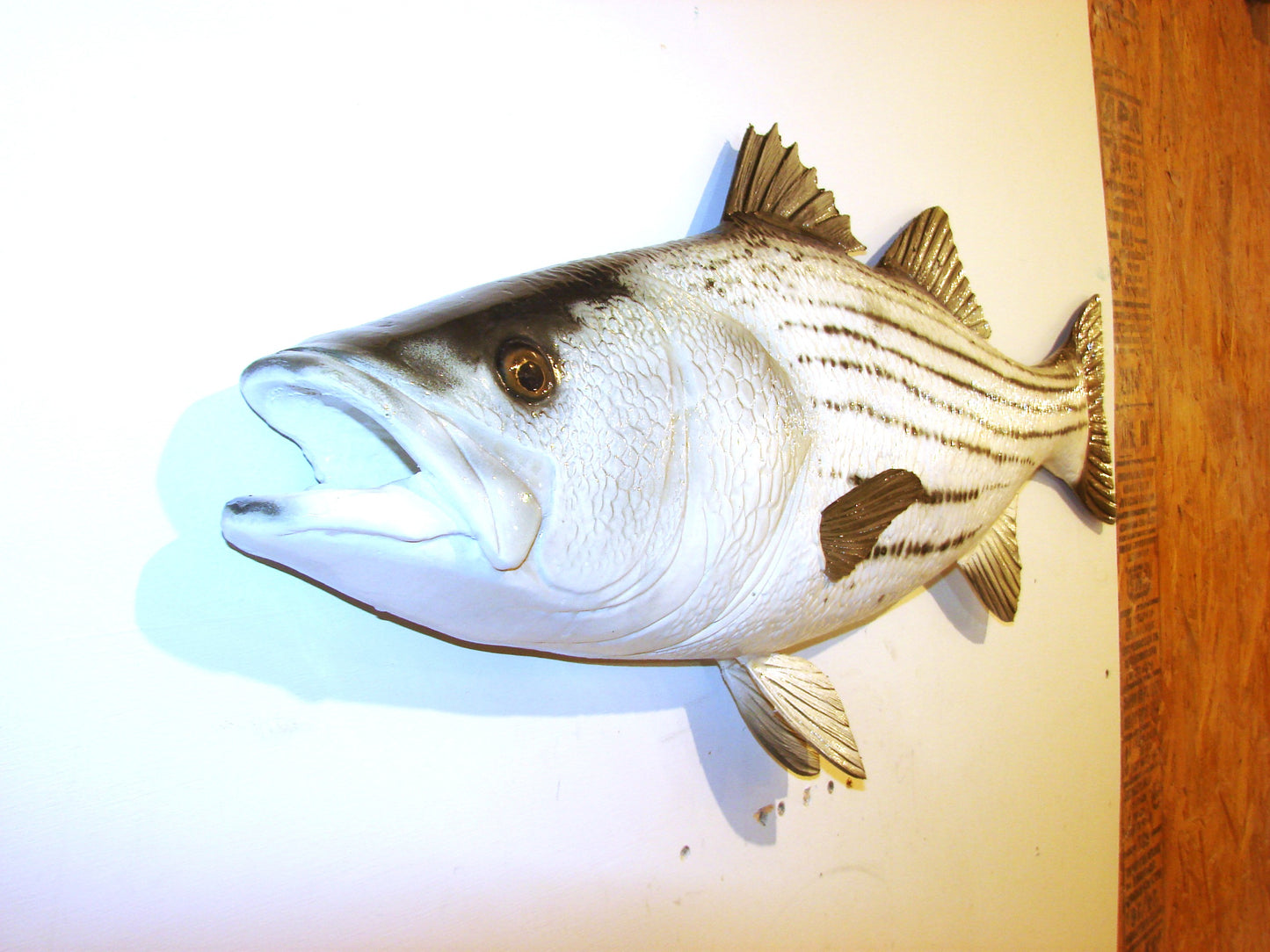 35" Striped Bass FREE SHIPPING