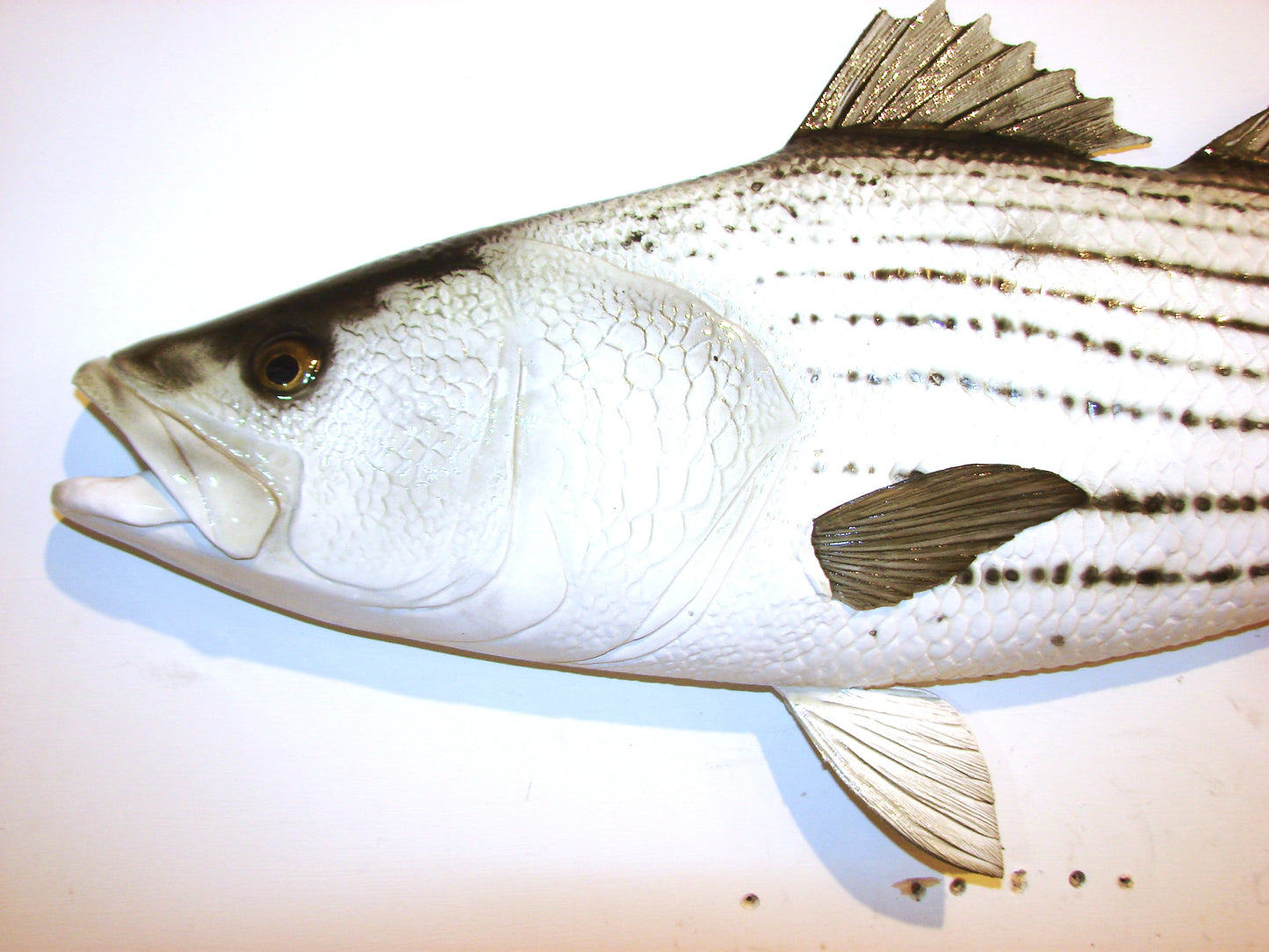 35" Striped Bass FREE SHIPPING