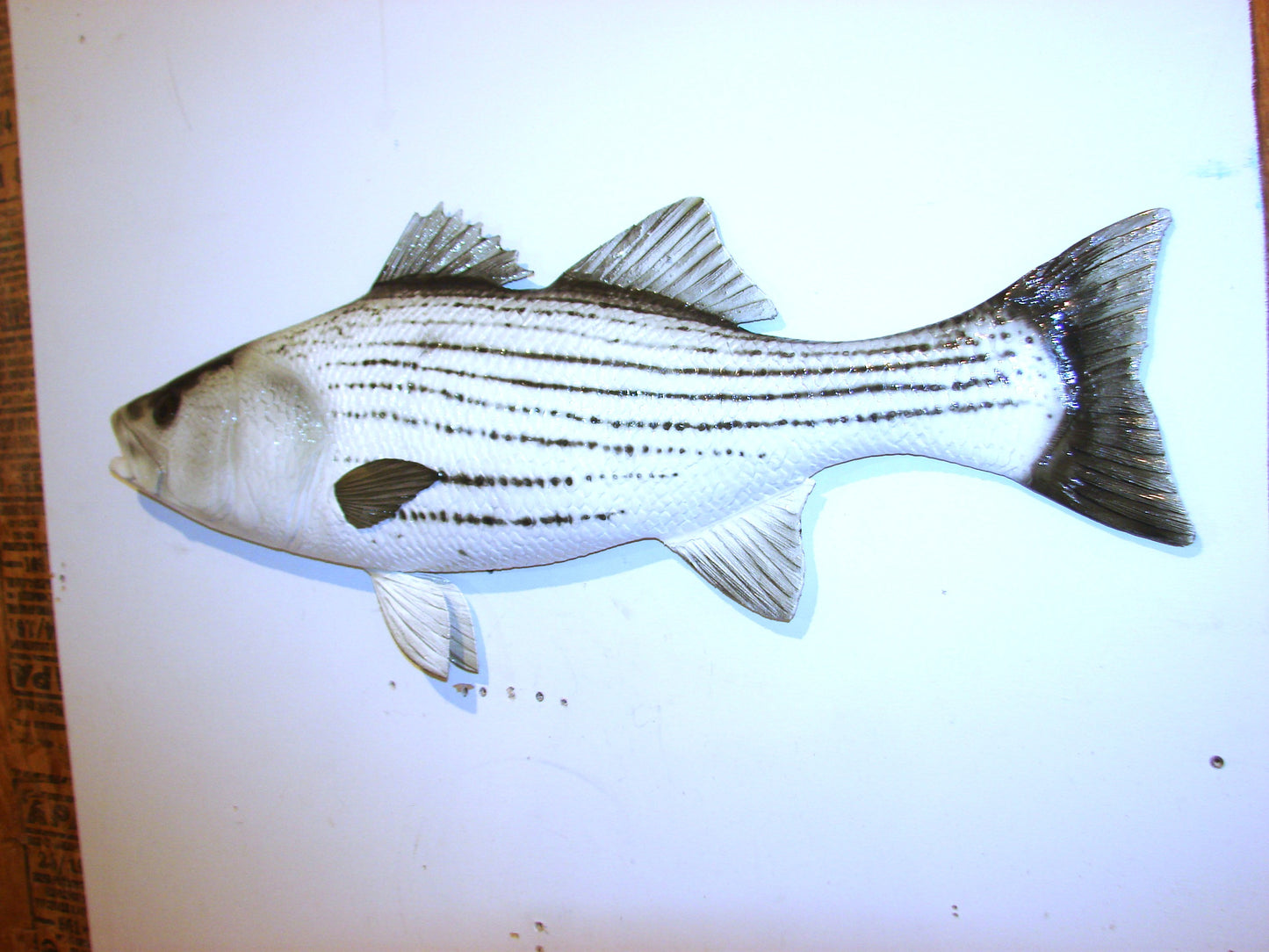 35" Striped Bass FREE SHIPPING