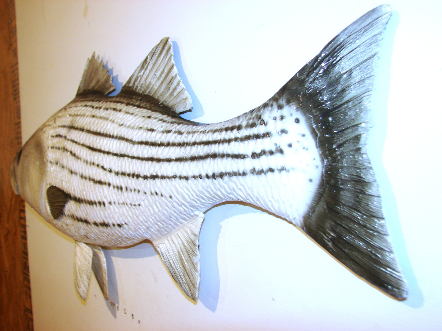 35" Striped Bass FREE SHIPPING
