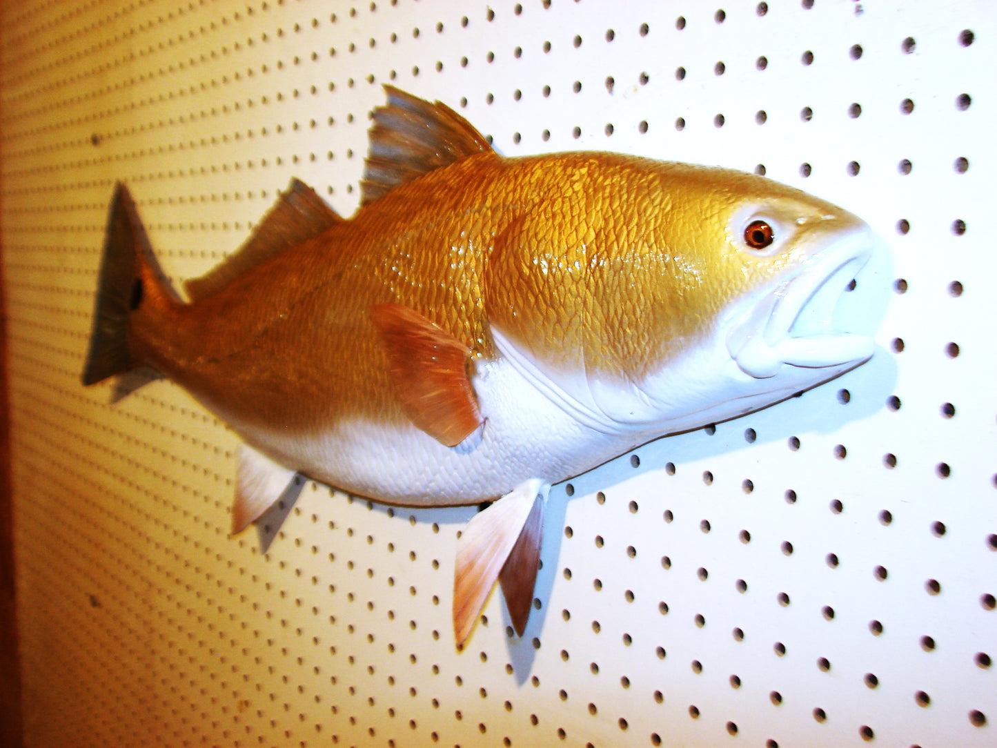 37" Redfish 1/2 mount FREE SHIPPING