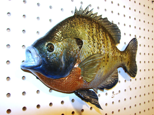 12" Bluegill wall mount FREE SHIPPING
