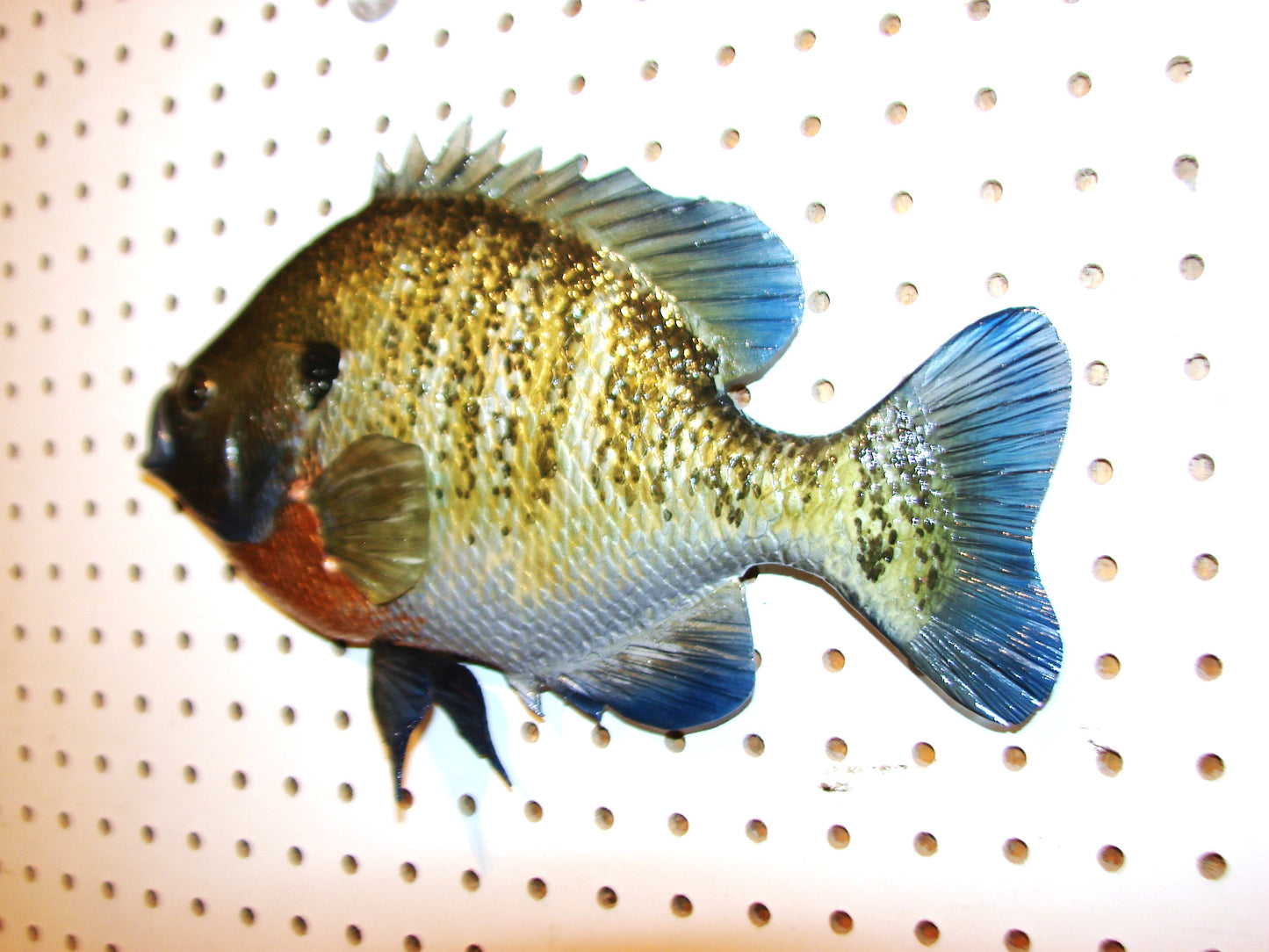 12" Bluegill wall mount FREE SHIPPING