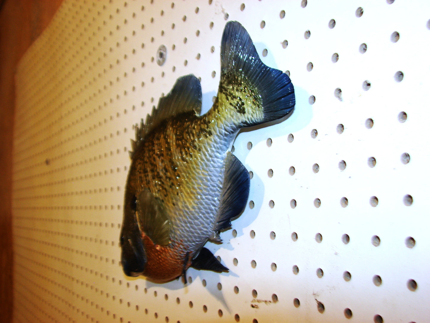 12" Bluegill wall mount FREE SHIPPING