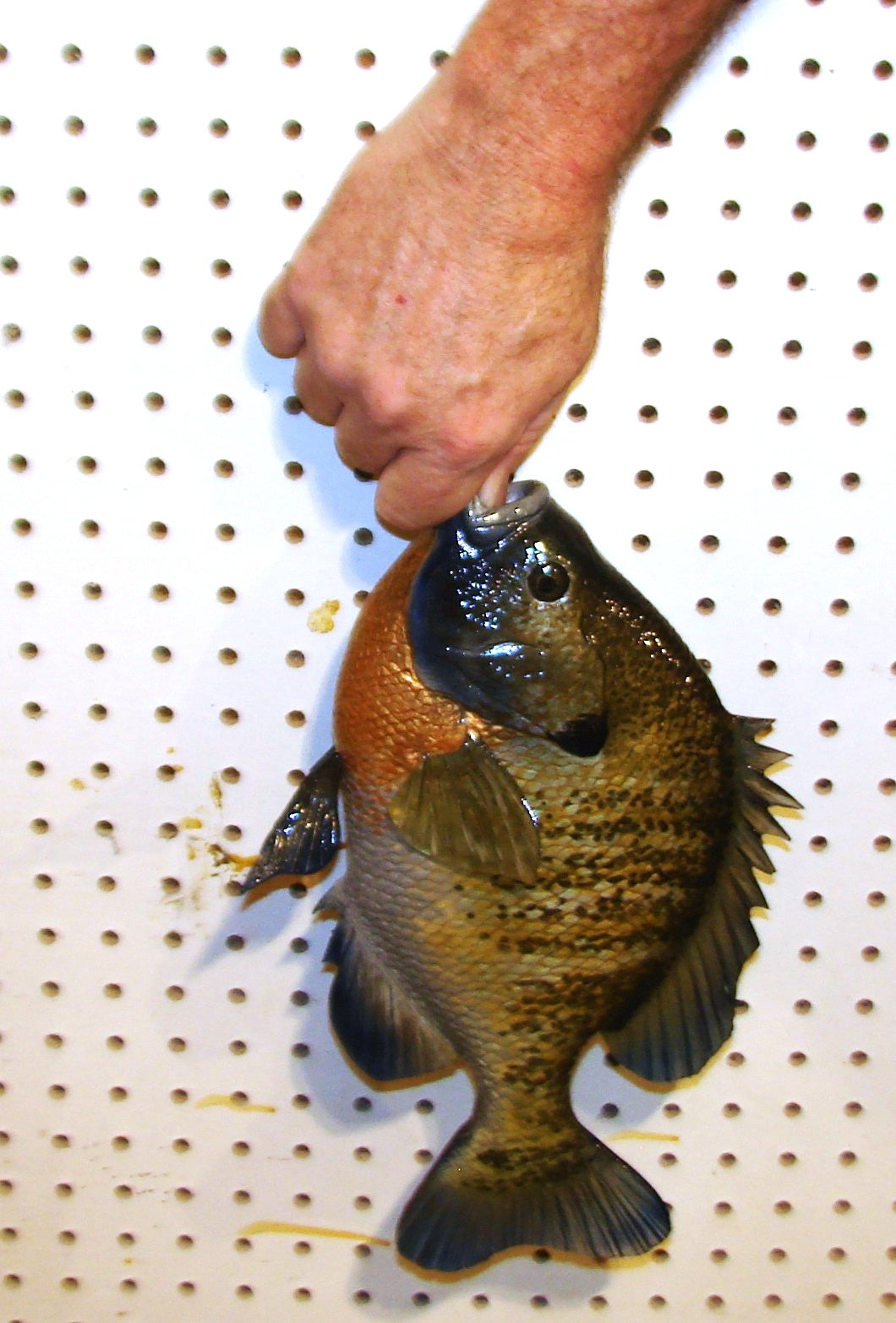 12" Bluegill wall mount FREE SHIPPING