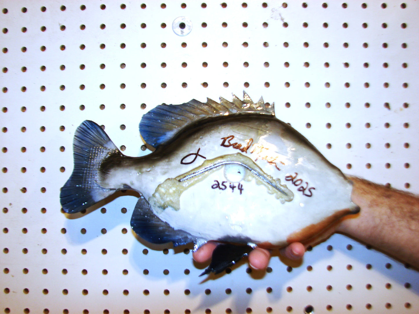 12" Bluegill wall mount FREE SHIPPING