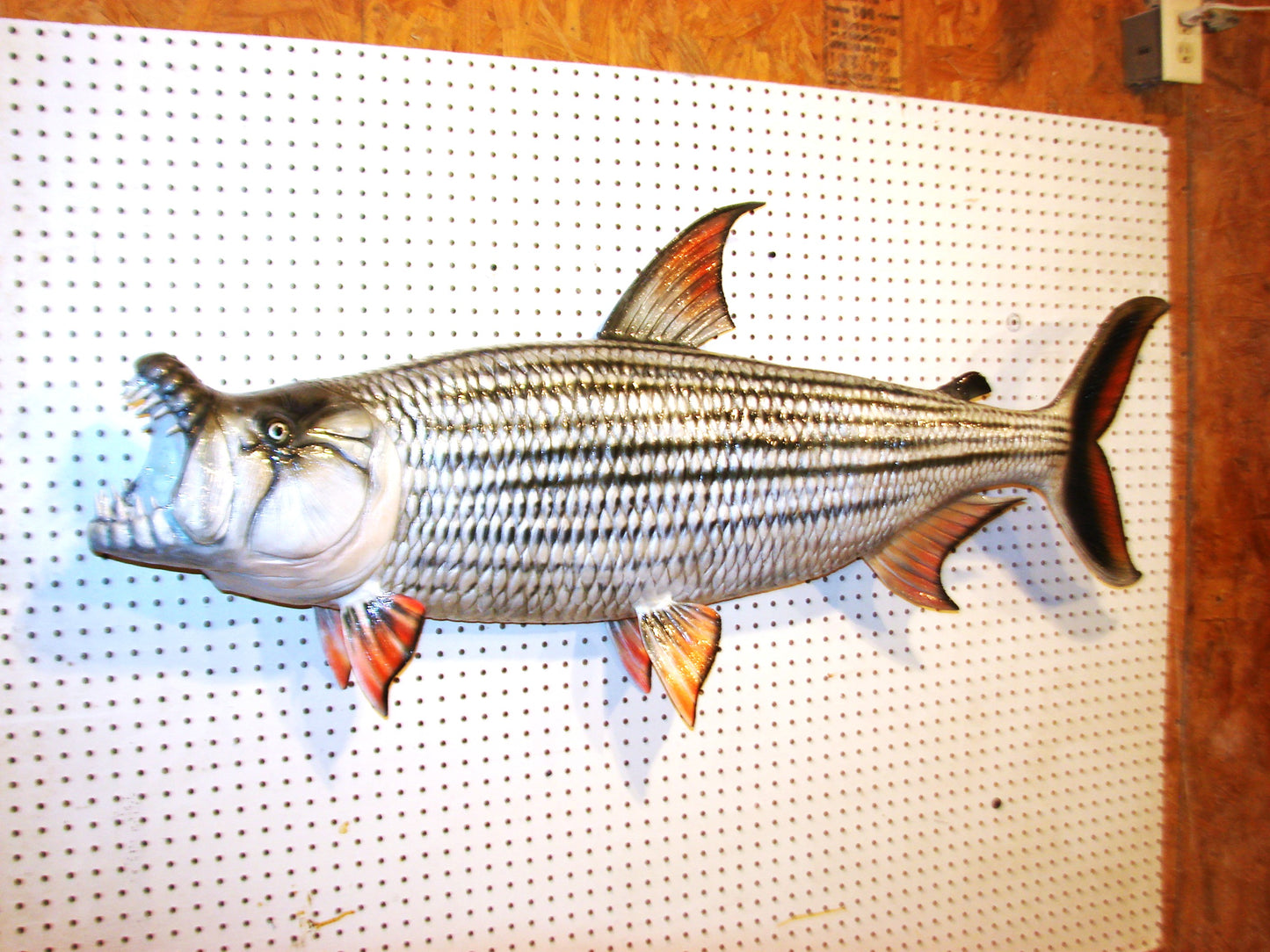 53" Goliath African Tigerfish FREE SHIPPING