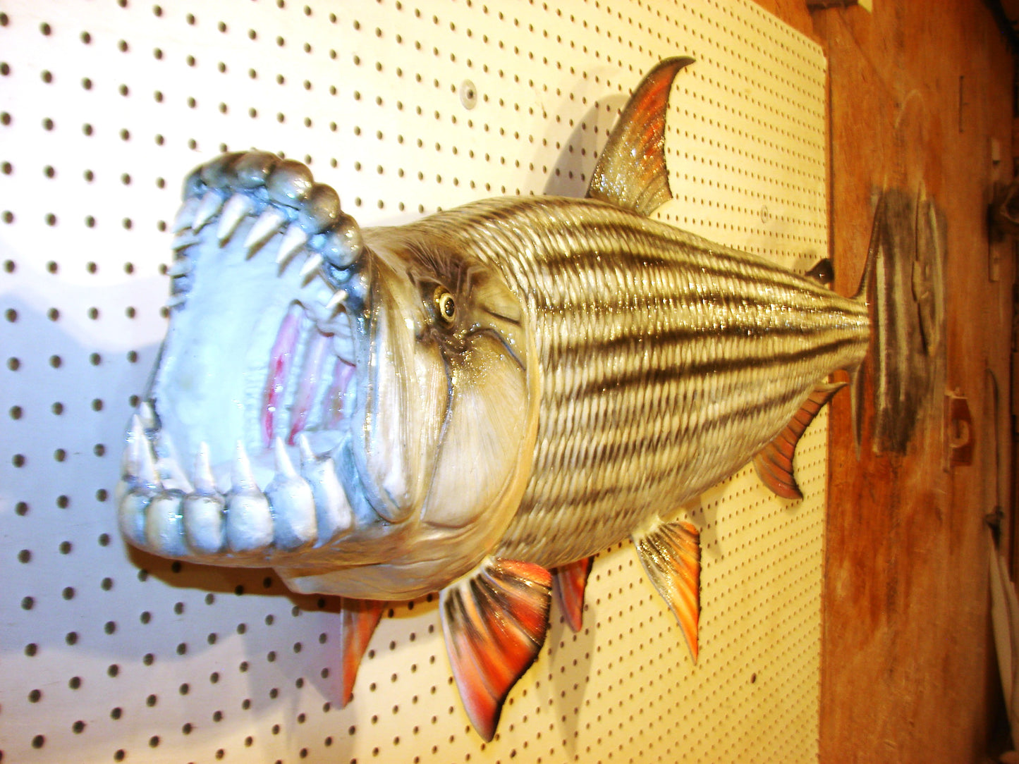 53" Goliath African Tigerfish FREE SHIPPING