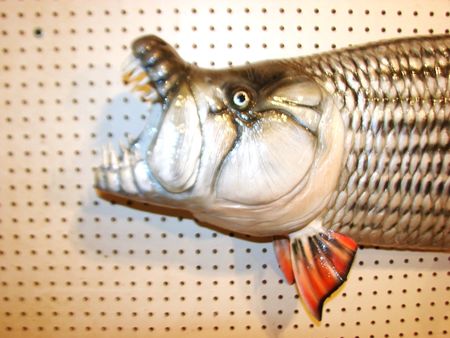 53" Goliath African Tigerfish FREE SHIPPING