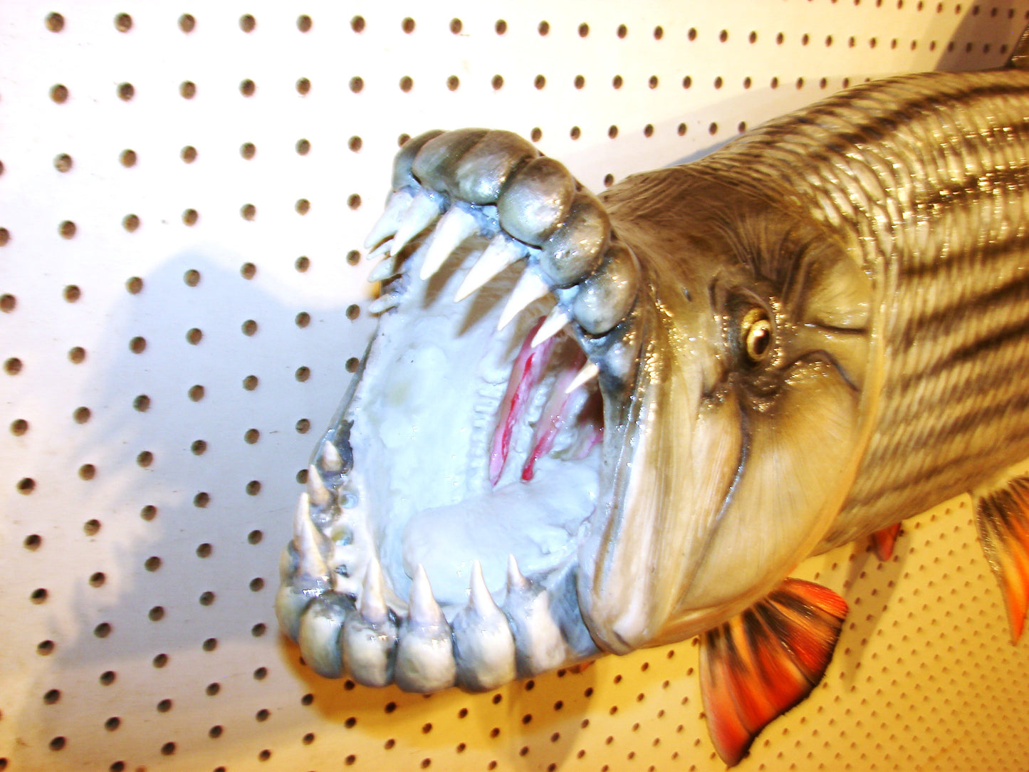 53" Goliath African Tigerfish FREE SHIPPING