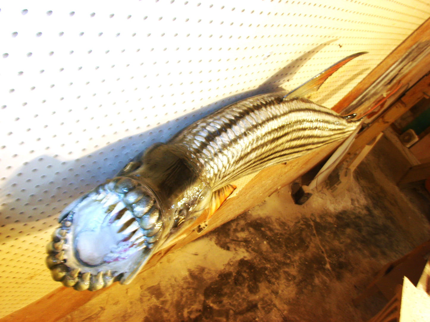 53" Goliath African Tigerfish FREE SHIPPING