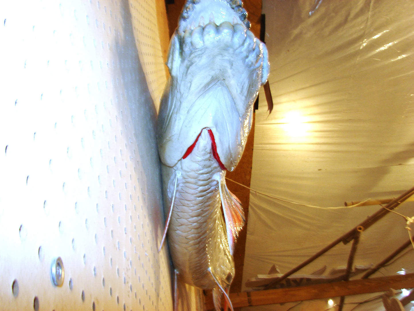 53" Goliath African Tigerfish FREE SHIPPING