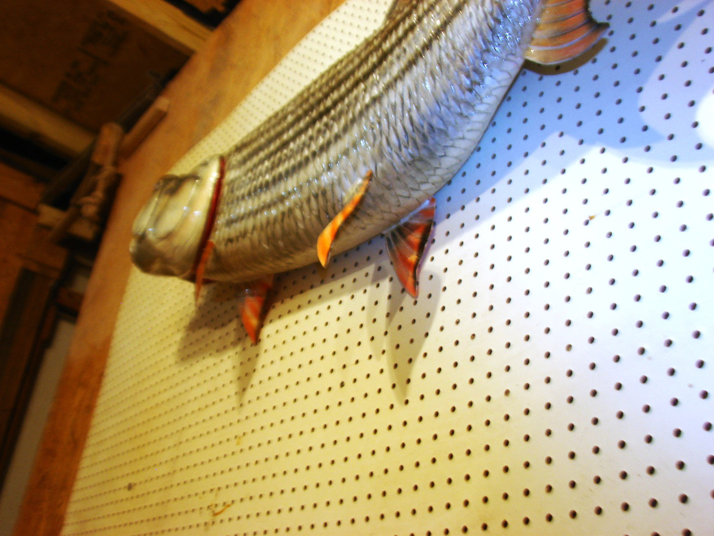 53" Goliath African Tigerfish FREE SHIPPING