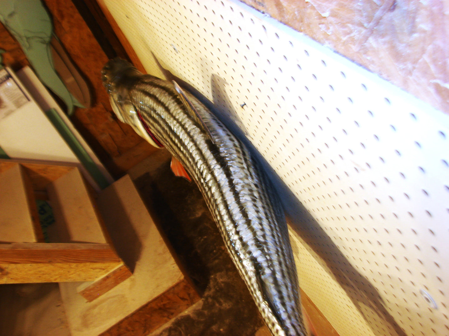 53" Goliath African Tigerfish FREE SHIPPING