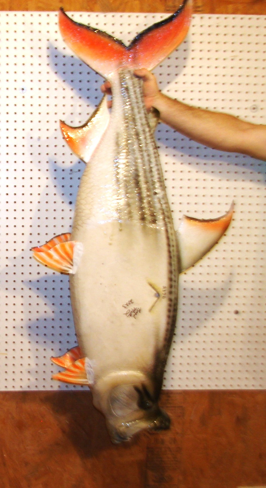 53" Goliath African Tigerfish FREE SHIPPING