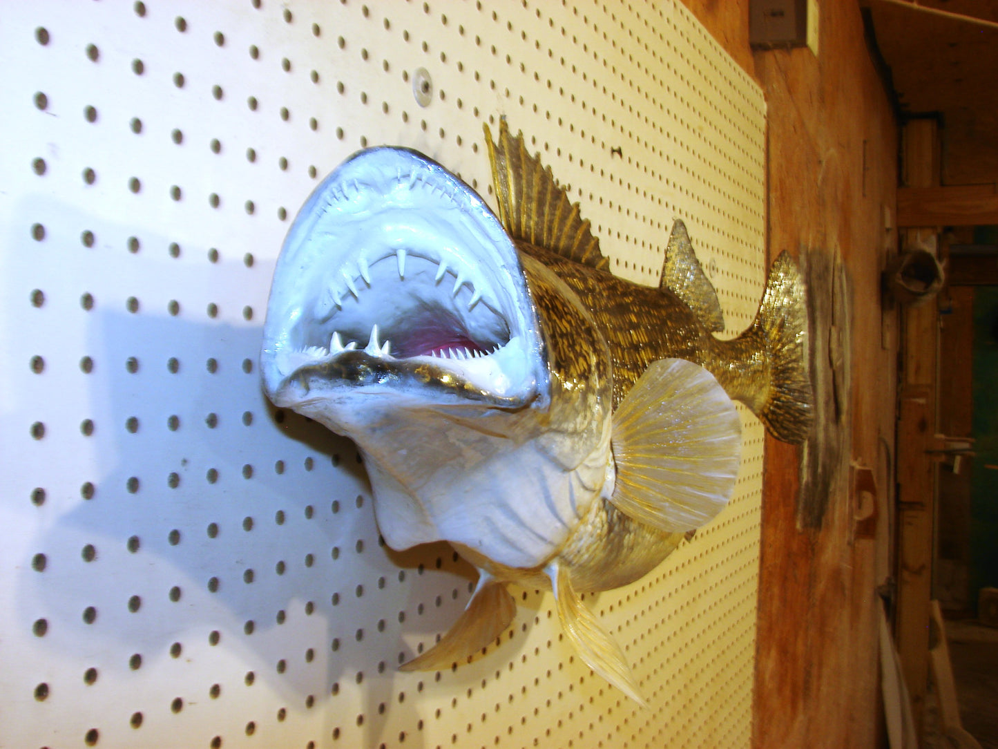 34" Walleye Pike FREE SHIPPING