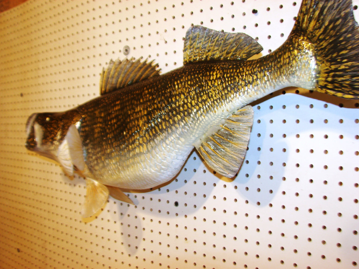 34" Walleye Pike FREE SHIPPING
