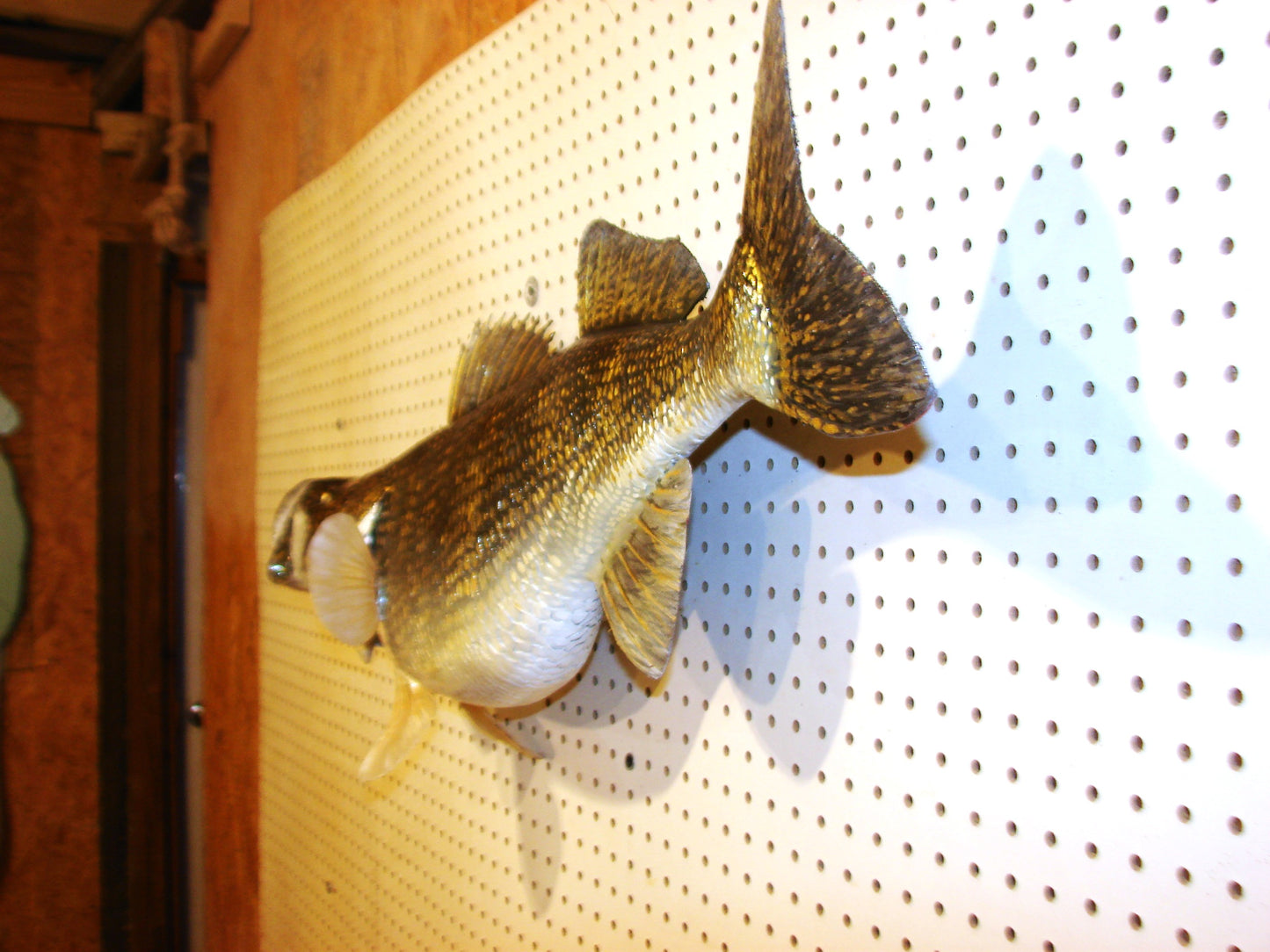 34" Walleye Pike FREE SHIPPING