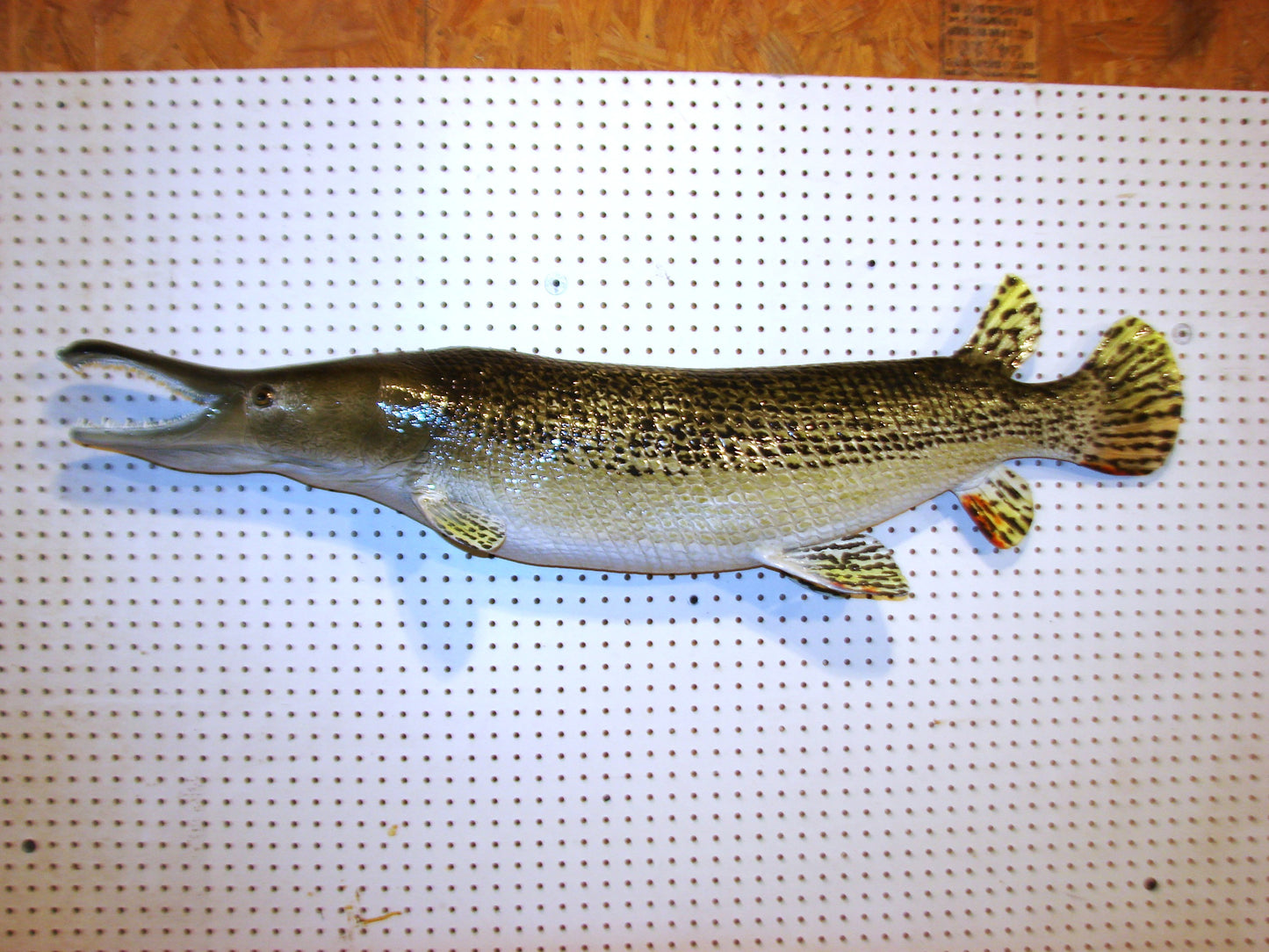 59" Alligator Gar FREE SHIPPING
