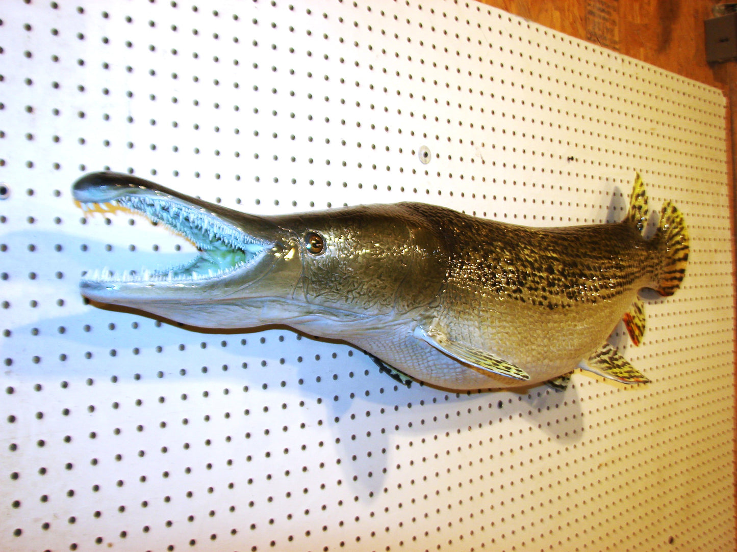 59" Alligator Gar FREE SHIPPING