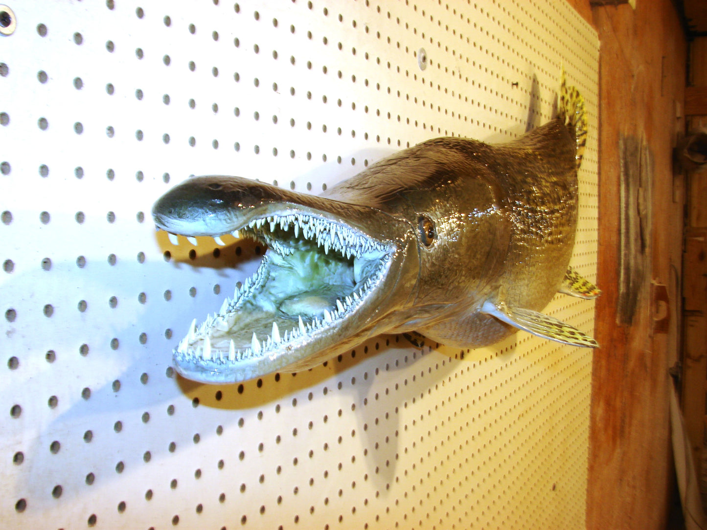 59" Alligator Gar FREE SHIPPING