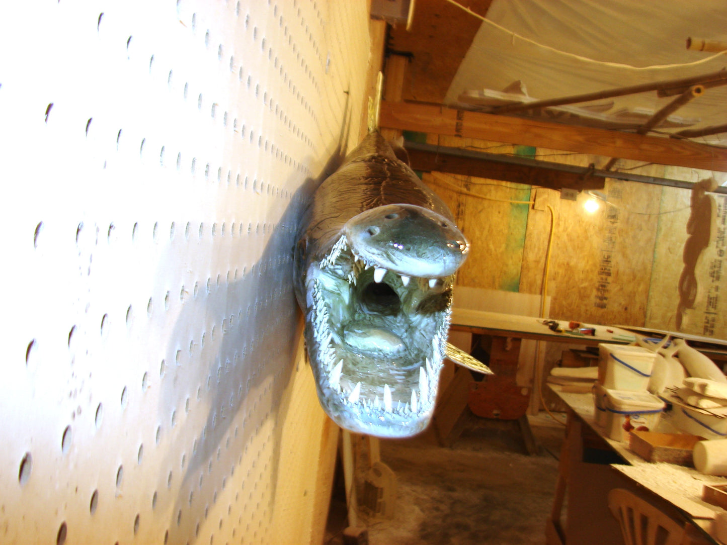 59" Alligator Gar FREE SHIPPING