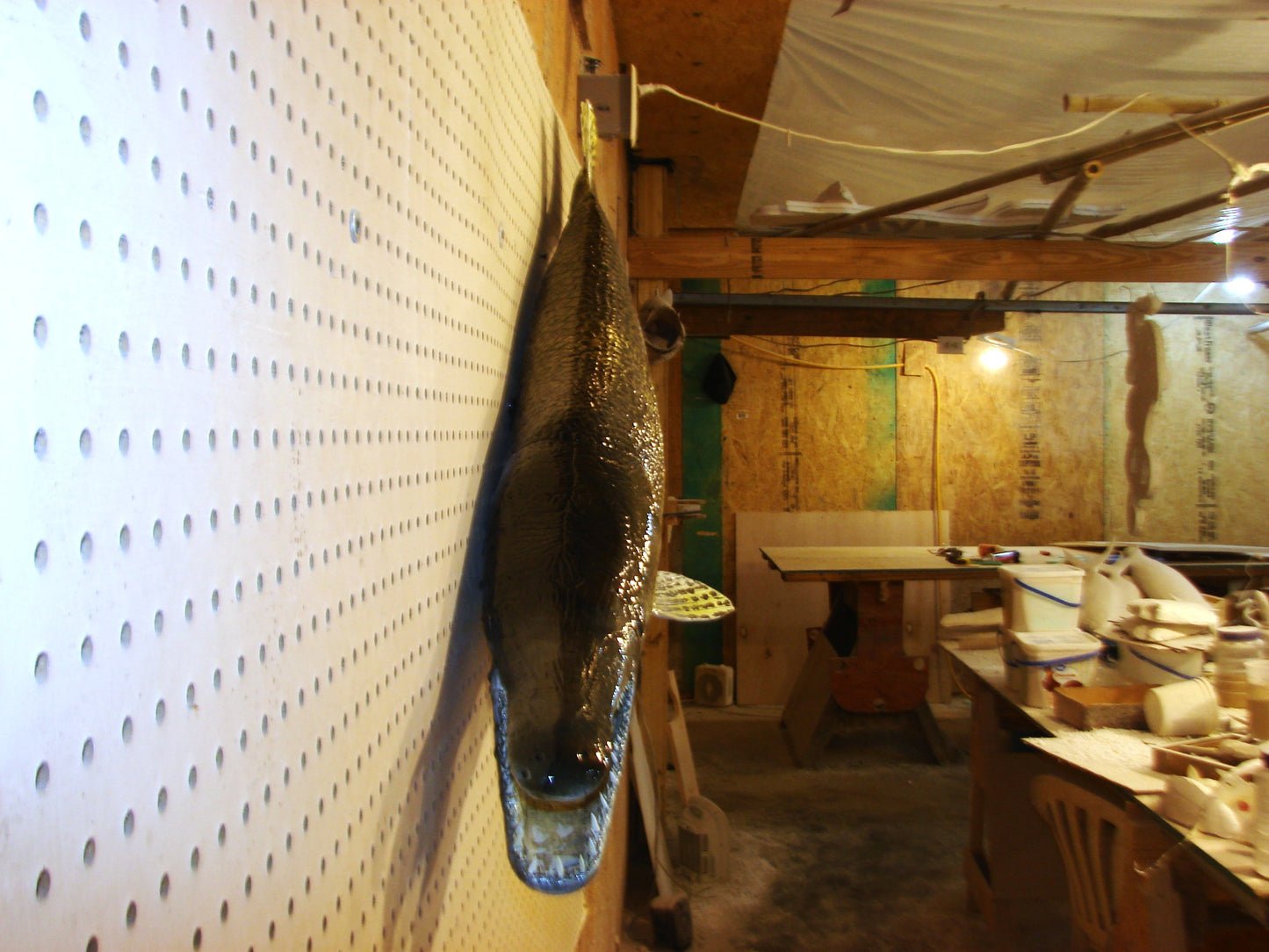 59" Alligator Gar FREE SHIPPING