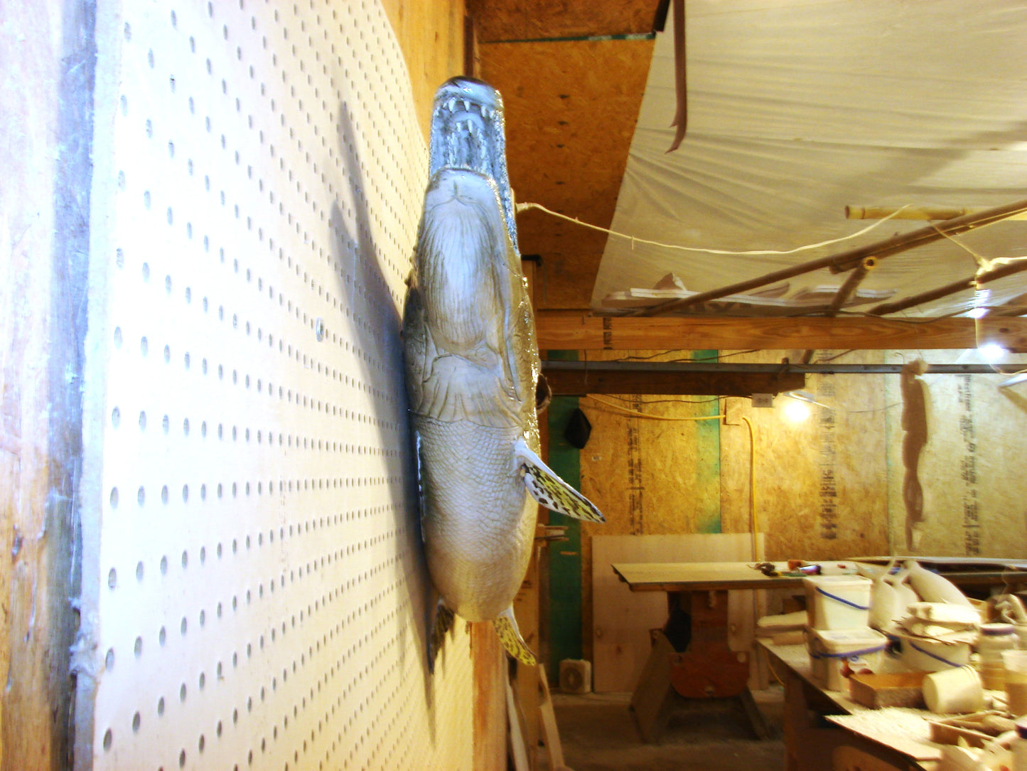59" Alligator Gar FREE SHIPPING
