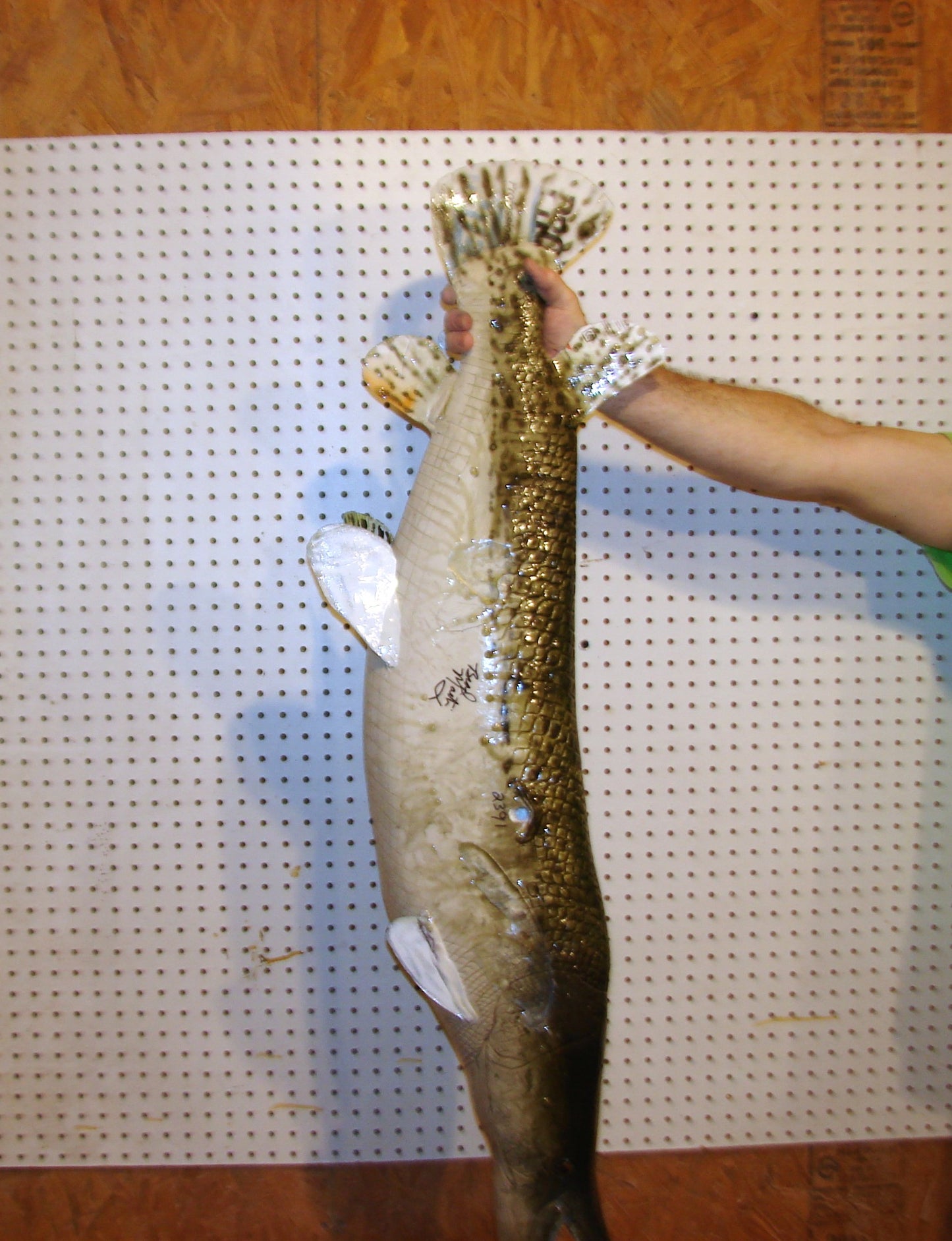 59" Alligator Gar FREE SHIPPING
