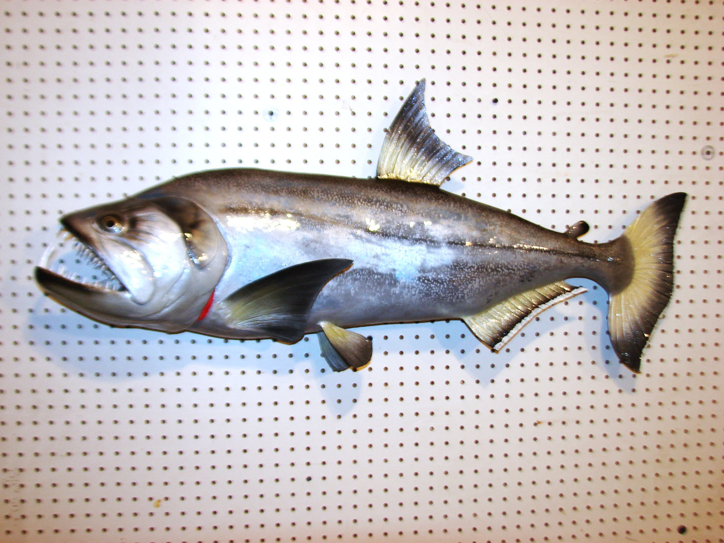 40" Payara FREE SHIPPING