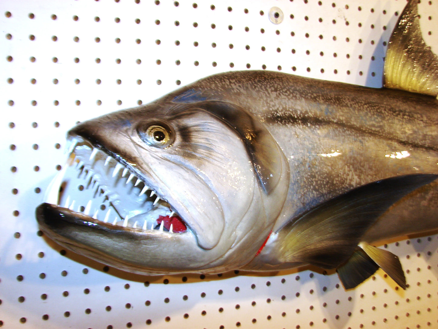 40" Payara FREE SHIPPING