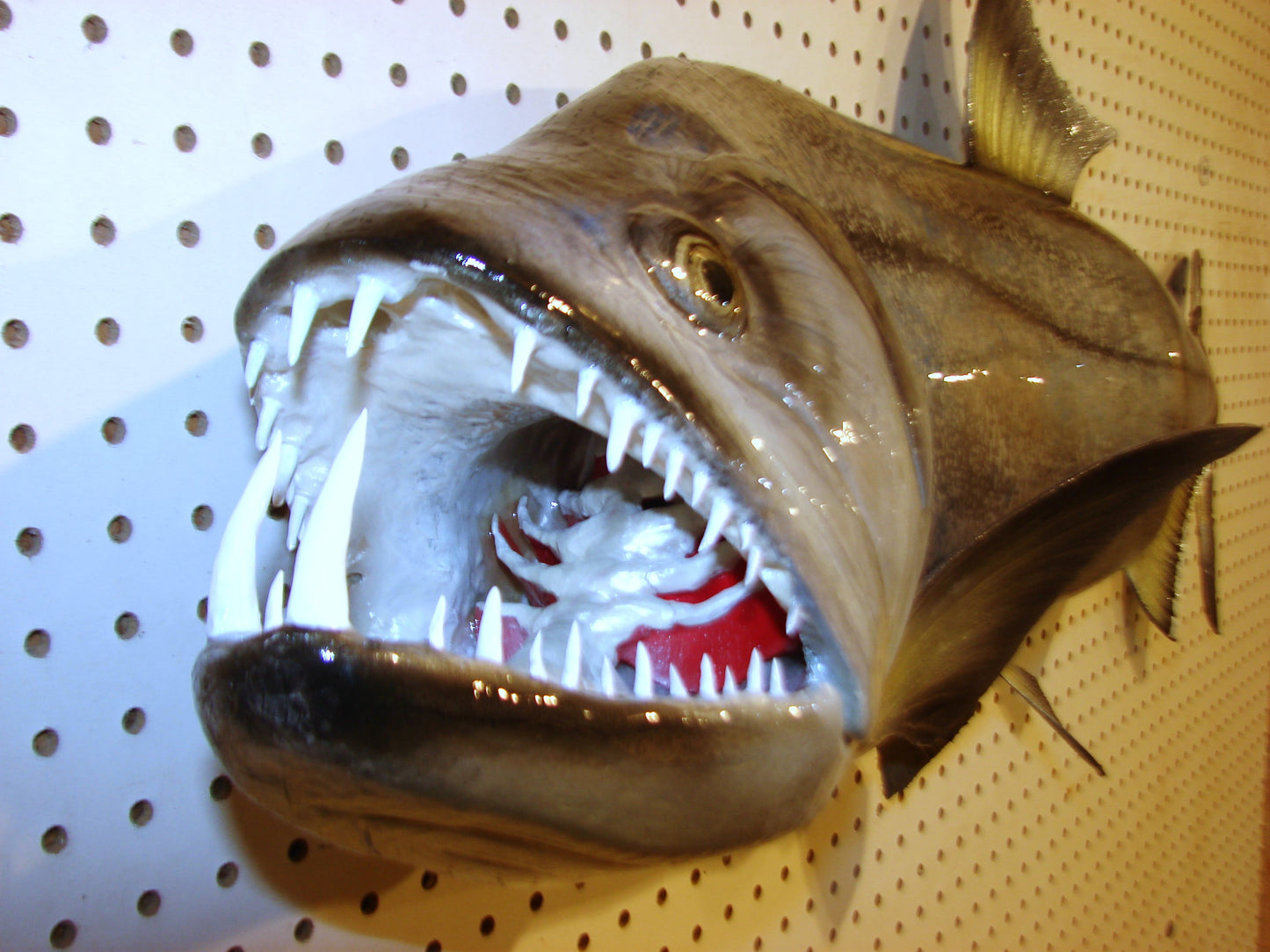 40" Payara FREE SHIPPING