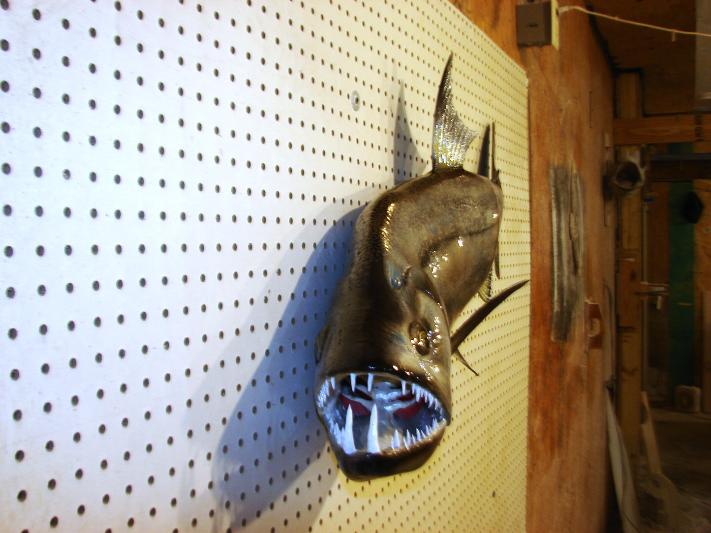 40" Payara FREE SHIPPING