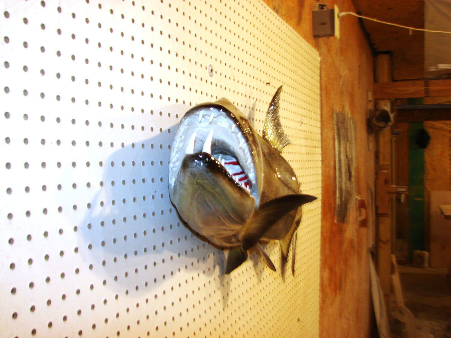 40" Payara FREE SHIPPING