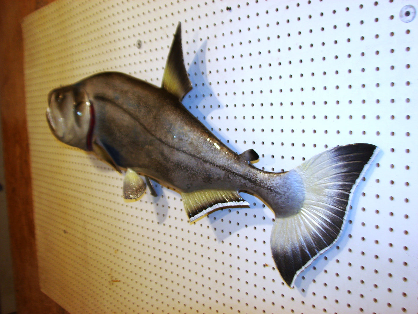 40" Payara FREE SHIPPING