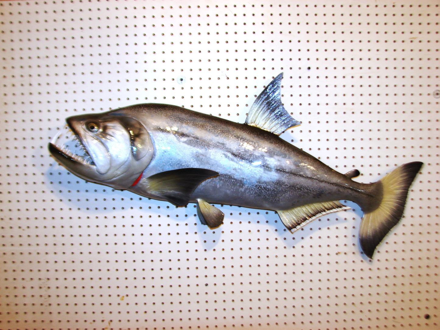 40" Payara FREE SHIPPING